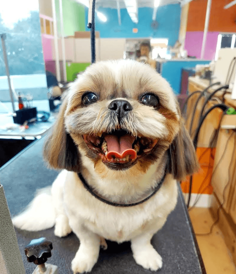 Pet grooming showcase 1